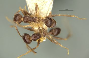 Media type: image;   Entomology 31792 Aspect: habitus dorsal view